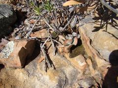 Adromischus maculatus
