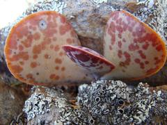 Adromischus maculatus