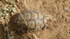 Testudo graeca