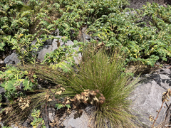 Bulbostylis nesiotica
