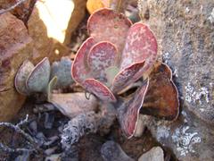 Adromischus maculatus