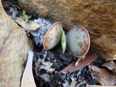 Adromischus maculatus