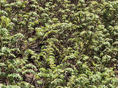 Euphorbia anthonyi