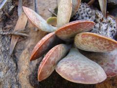 Adromischus maculatus