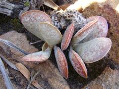 Adromischus maculatus