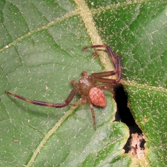 Thomisidae