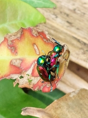 Platycorynus sauteri