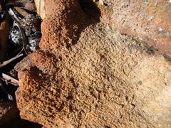 Adromischus maculatus