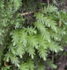 Plagiomnium undulatum