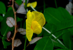 Arachis duranensis