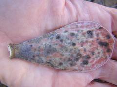 Adromischus maculatus