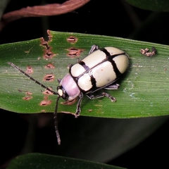 Omophoita octoguttata