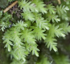 Plagiomnium undulatum