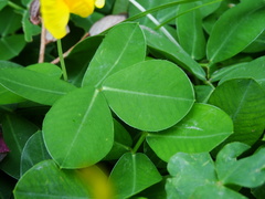 Arachis duranensis