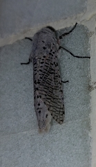 Polyphagozerra coffeae