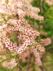 Tamarix parviflora