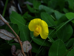 Arachis duranensis