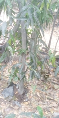 Magnoliopsida