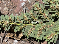 Euphorbia anthonyi