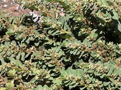 Euphorbia anthonyi