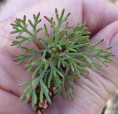 Serruria gremialis