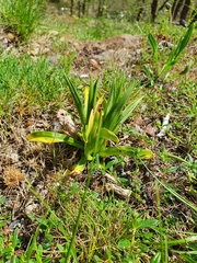 Anacamptis pyramidalis