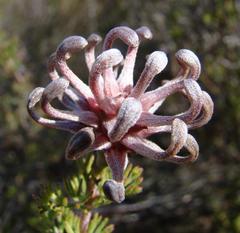 Serruria gremialis