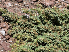 Euphorbia anthonyi