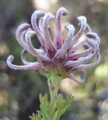 Serruria gremialis