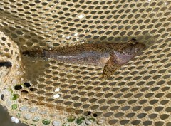 Cottus carolinae