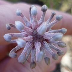 Serruria gremialis