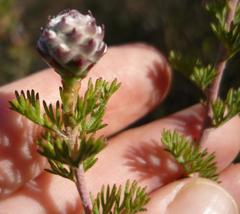 Serruria gremialis