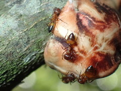 Crematogaster castanea arborea