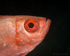 Priacanthus meeki
