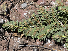 Euphorbia anthonyi