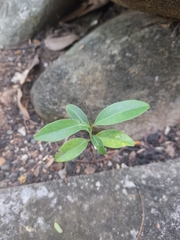 Magnoliopsida