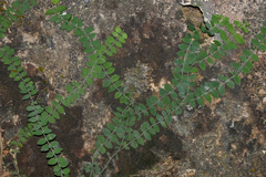 Psychotria serpens