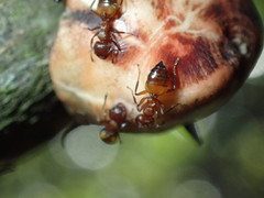 Crematogaster castanea arborea