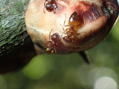 Crematogaster castanea arborea