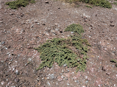 Euphorbia anthonyi