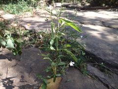 Rhinacanthus gracilis latilabiatus