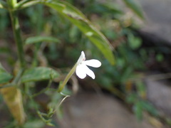 Rhinacanthus gracilis latilabiatus