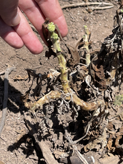 Perityle socorrosensis