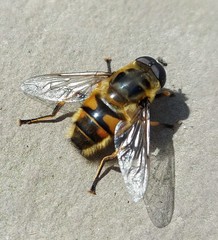 Myathropa florea
