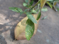 Rhinacanthus gracilis latilabiatus
