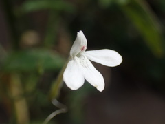 Rhinacanthus gracilis latilabiatus