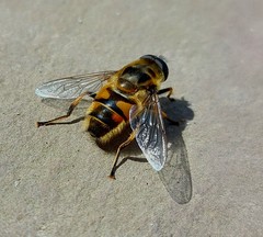 Myathropa florea
