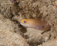 Gymnothorax melatremus