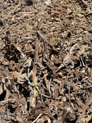 Perityle socorrosensis