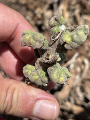 Perityle socorrosensis